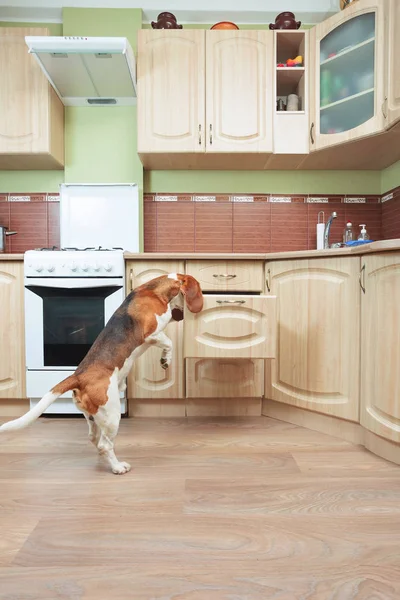 Bígl v kuchyni hledá něco, co chutná. — Stock fotografie