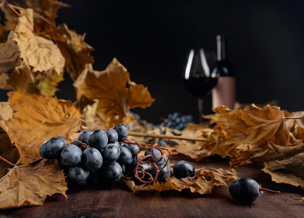 Feuilles de vigne séchées et raisins bleus . — Photo