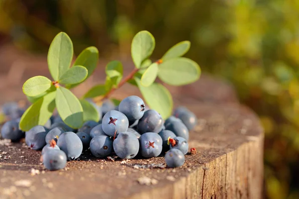 Fresh ripe blueberries on an old stump. — Stock Photo, Image