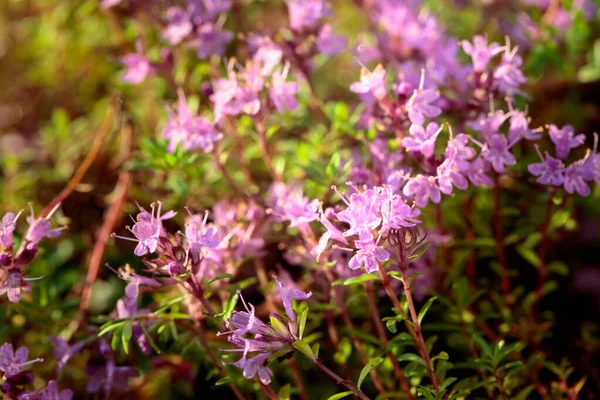 Obearbetad blommande timjan. — Stockfoto