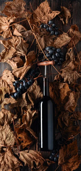 Bottle of red wine on a table with dried vine leaves and blue gr — 스톡 사진