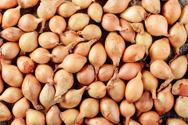 Onion on a table. Top view. — Stock Photo, Image