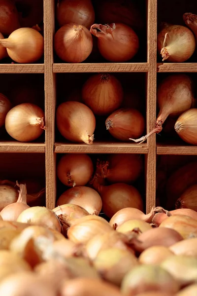 Cipolla su un vecchio tavolo di legno . — Foto Stock