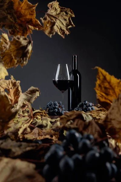 Flasche Und Glas Rotwein Auf Einem Tisch Mit Getrockneten Weinblättern — Stockfoto