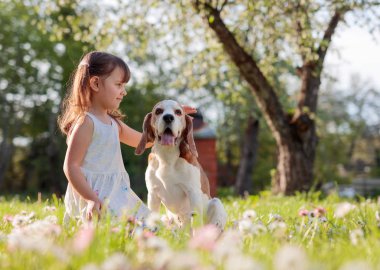 Mutlu küçük kız bahçede köpekle oynuyor. Güneşli bir yaz gününde, papatyalı bir çimenlikte bir Beagle ile dört yaşında bir kız..