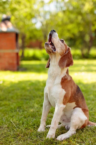 Σκύλος Ανοιχτό Στόμα Γαυγίζει Ουρλιάζει Παραπονιέται Φυσικό Υπαίθριο Φόντο — Φωτογραφία Αρχείου