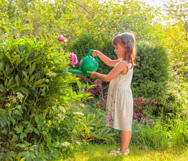 庭の夏の晴れた日 庭で花に水をやる小さな女の子 緑の水やりを持つ女の子は ピオニを水やりすることができます — ストック写真