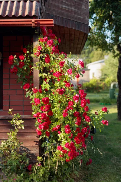 Cespugli Rose Rosse Vicino Vecchia Casa Rurale — Foto Stock