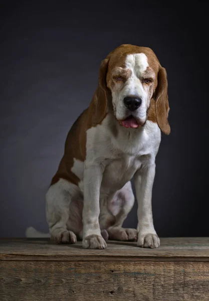 Öreg Kutya Sötét Háttér Előtt Fajtiszta Felnőtt Beagle — Stock Fotó