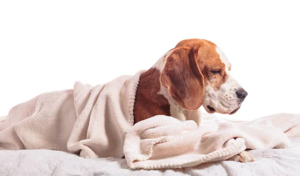 Beagle Sotto Coperta Bianca Isolato Sfondo Bianco — Foto Stock