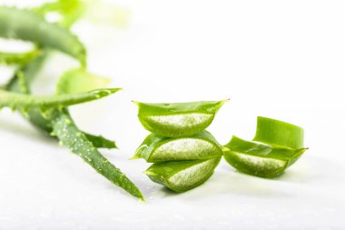 Islak Aloe Vera beyaz zemin üzerine bırakır. Aloe Vera, ilaç ve kozmetik kullanılır. Metniniz için boş alan.