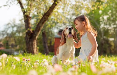 Güneşli bir yaz gününde, papatyalı bir çimenlikte bir Beagle ile dört yaşında bir kız. Doğada aktif dinlenme.