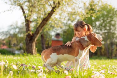 Güneşli bir yaz gününde, papatyalı bir çimenlikte bir Beagle ile dört yaşında bir kız. Doğada aktif dinlenme.