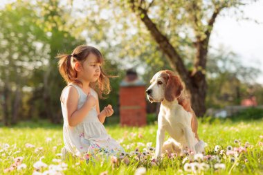 Güneşli bir yaz gününde, papatyalı bir çimenlikte bir Beagle ile dört yaşında bir kız. Doğada aktif dinlenme.