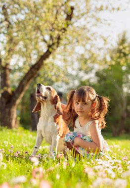 Güneşli bir yaz gününde, papatyalı bir çimenlikte bir Beagle ile dört yaşında bir kız. Doğada aktif dinlenme.