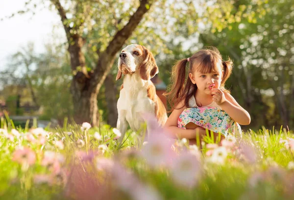 Güneşli bir yaz gününde, papatyalı bir çimenlikte bir Beagle ile dört yaşında bir kız. Doğada aktif dinlenme.