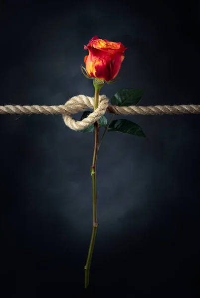 Czerwona Róża Jest Związana Szorstką Liną Koncepcja Niewolnictwa Lub Zakładnika — Zdjęcie stockowe