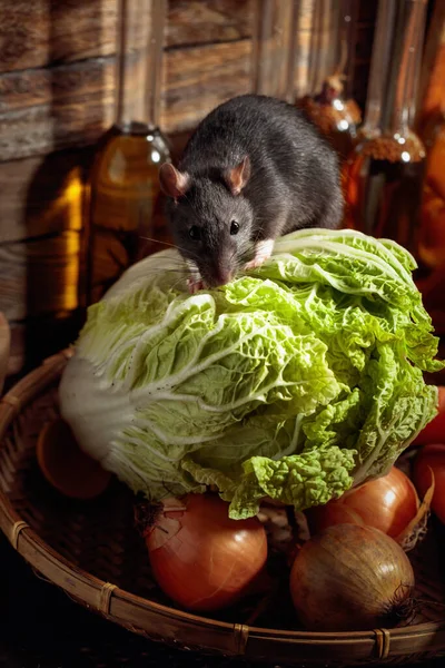 Rat Dans Une Ancienne Grange Bois Avec Légumes Ustensiles Cuisine — Photo