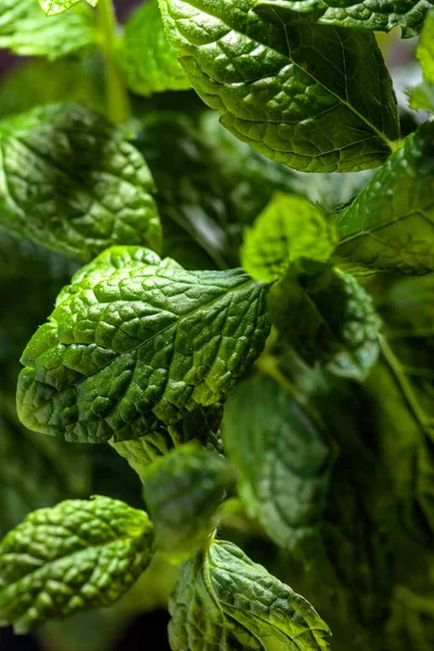 Bunch Fresh Green Organic Mint Leaf Closeup Selective Focus — Stock Photo, Image