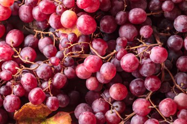 Üzüm yapraklı olgun kırmızı üzümler. Üst görünüm .