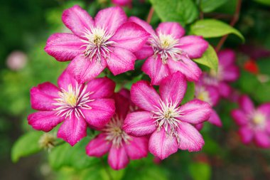 çiçek akasma pembe