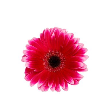 Beyaz bir arka plan üzerinde çiçek pembe gerbera