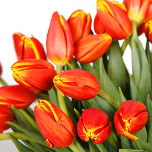 Ramo grande de tulipanes —  Fotos de Stock