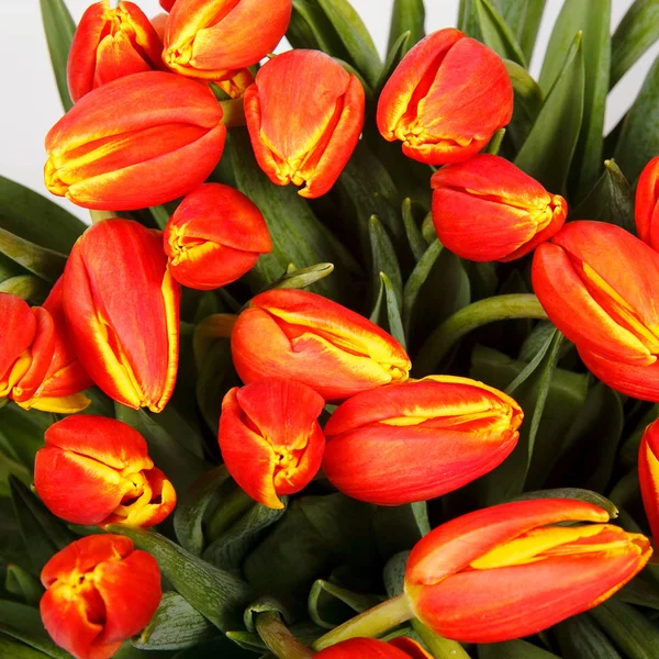 Grande buquê de tulipas — Fotografia de Stock