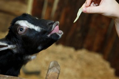 Senin el lahana dışında yemek keçi