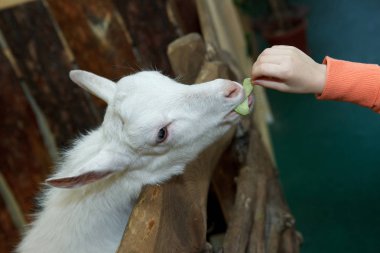 Çocuk keçi besleme