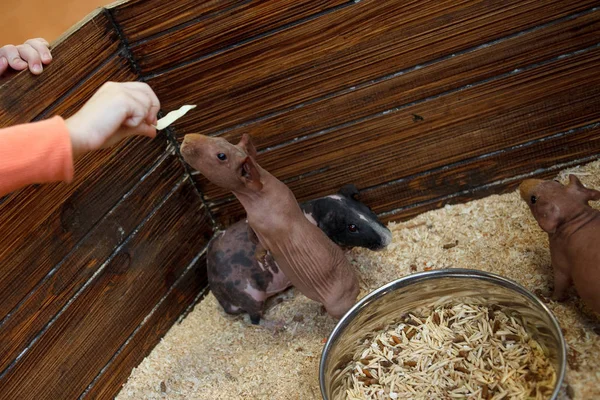 Ребенок кормит морскую свинью капустой — стоковое фото