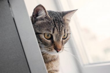 Meraklı bir göz ile kedi