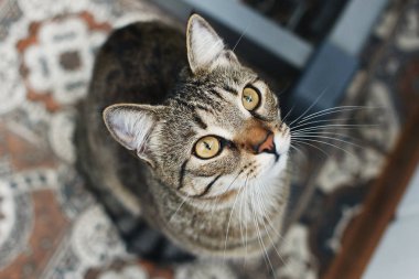 Kedi, üstten görünüm portresi