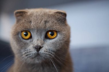 İskoç Fold kedi closeup fotoğraf makinesi vasıl arıyorsunuz