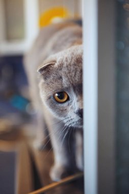 İskoç Fold kedi closeup fotoğraf makinesi vasıl arıyorsunuz