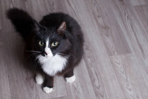 Gato preto e branco bonito — Fotografia de Stock