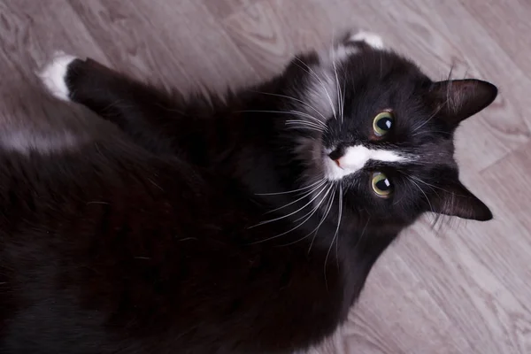 かわいい黒と白の猫 — ストック写真
