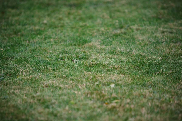 Lawn covered with green grass — Stock Photo, Image