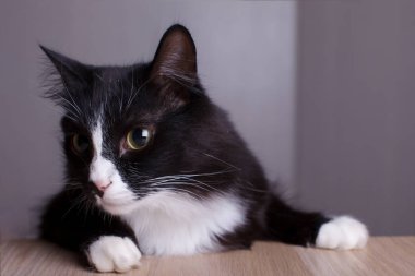 Şirin siyah beyaz kedi.