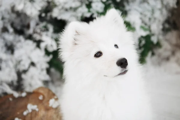 A lágy fehér kutya portréja — Stock Fotó