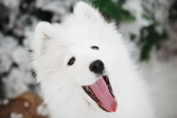 Porträtt av en mjuk vit hund — Stockfoto