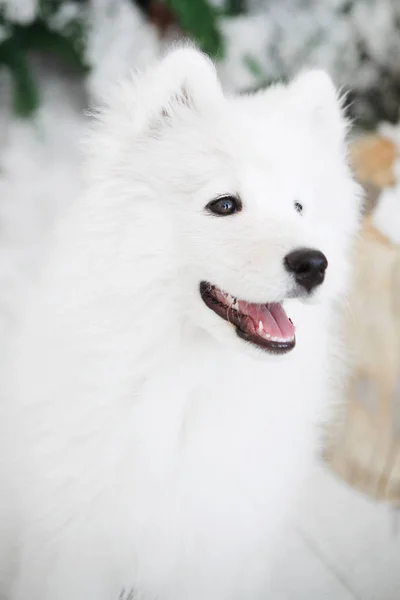 Retrato de um cão branco macio — Fotografia de Stock