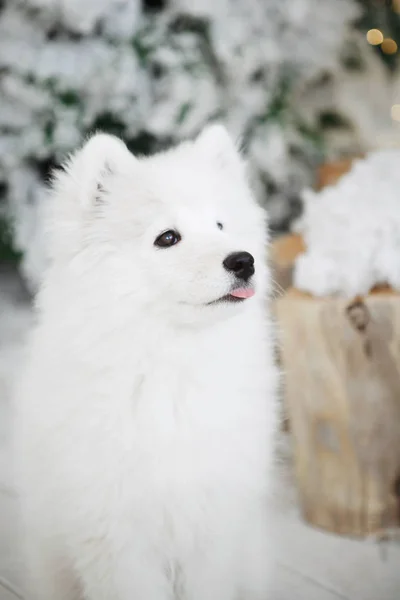 Retrato de um cão branco macio — Fotografia de Stock