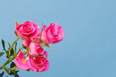 mavi bir arka plan üzerinde pembe güller