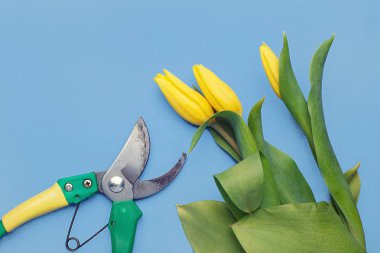 Güzel Sarı laleler ve mavi arka plan üzerinde bir çiçek bıçak