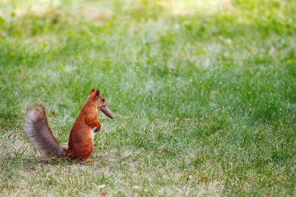 Ardilla roja joven comiendo y sosteniendo un cono de pino — Foto de Stock