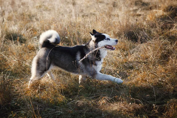 Retrato de Husky siberiano al aire libre en otoño —  Fotos de Stock