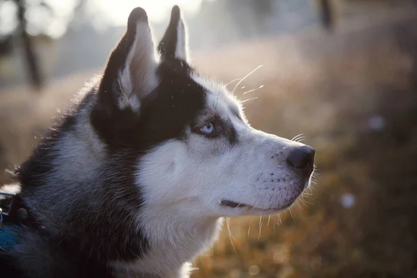 Portret van de Siberische Husky buiten in herfst — Stockfoto