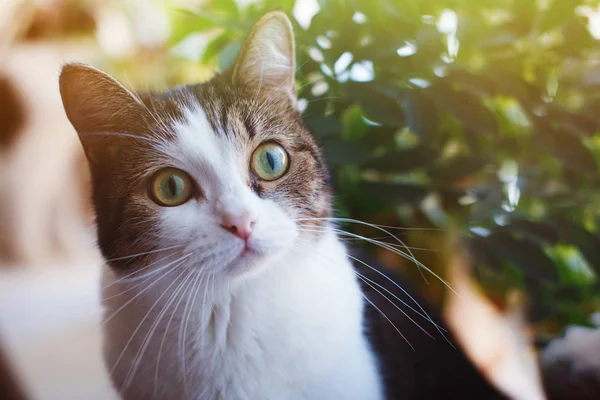 Katt tittar på kameran — Stockfoto