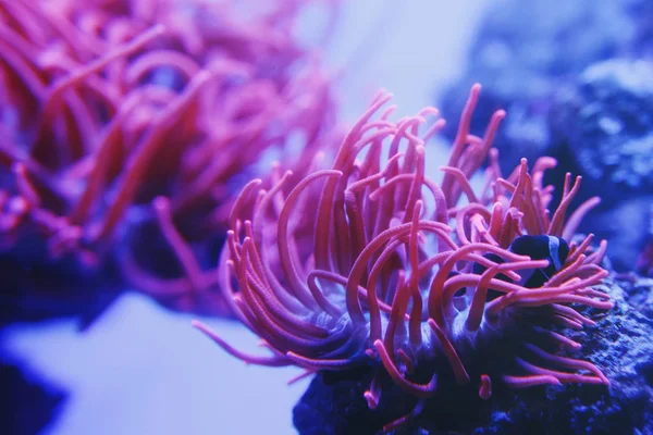 Aquarium colourfull Underwater plants in dark deep blue water